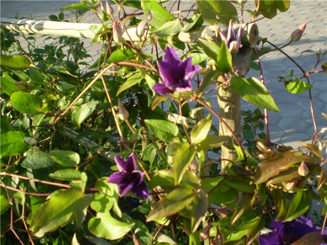 clematis